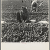 The kind of work drought refugees and Mexicans do in the Imperial Valley, California. Planting cantaloupe