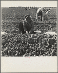 The kind of work drought refugees and Mexicans do in the Imperial Valley, California. Planting cantaloupe