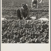 The kind of work drought refugees and Mexicans do in the Imperial Valley, California. Planting cantaloupe