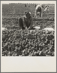 The kind of work drought refugees and Mexicans do in the Imperial Valley, California. Planting cantaloupe