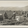 Carrot pullers from Texas, Oklahoma, Missouri, Arkansas and Mexico. "We come from all states and we can't make a dollar in this field noways. Working from seven in the morning until twelve noon, we earn an average of thirty-five cents." California