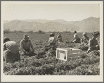 Carrot pullers from Texas, Oklahoma, Missouri, Arkansas and Mexico. "We come from all states and we can't make a dollar in this field noways. Working from seven in the morning until twelve noon, we earn an average of thirty-five cents." California