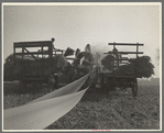 Threshing of oats Clayton, Indiana south of Indianapolis