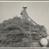 Harvesting oats. Clayton, Indiana