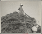Harvesting oats. Clayton, Indiana