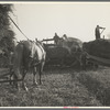 Threshing of oats, Clayton, Indiana. July 1936