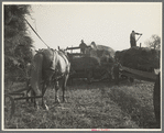 Threshing of oats, Clayton, Indiana. July 1936