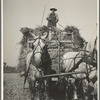 Harvesting oats. Clayton, Indiana, south of Indianapolis