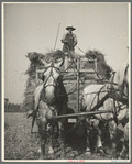 Harvesting oats. Clayton, Indiana, south of Indianapolis