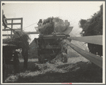 Threshing oats, Clayton, Indiana. July 1936