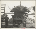 Threshing oats, Clayton, Indiana. July 1936