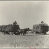 Harvesting oats, Clayton, Indiana. July 1936