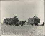 Harvesting oats, Clayton, Indiana. July 1936