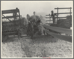 The threshing of oats. Clayton, Indiana, south of Indianapolis