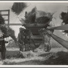 The threshing of oats. Clayton, Indiana, south of Indianapolis
