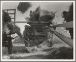 The threshing of oats. Clayton, Indiana, south of Indianapolis