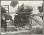 The threshing of oats. Clayton, Indiana, south of Indianapolis