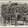 The threshing of oats. Clayton, Indiana, south of Indianapolis