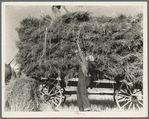 The threshing of oats. Clayton, Indiana, south of Indianapolis