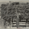 The threshing of oats. Clayton, Indiana, south of Indianapolis