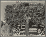 The threshing of oats. Clayton, Indiana, south of Indianapolis