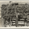 The threshing of oats. Clayton, Indiana, south of Indianapolis
