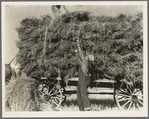 The threshing of oats. Clayton, Indiana, south of Indianapolis