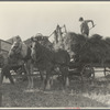 The threshing of oats, Clayton, Indiana. July 1936