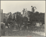 The threshing of oats, Clayton, Indiana. July 1936