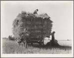 The threshing of oats. Clayton, Indiana, south of Indianapolis