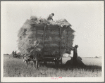 The threshing of oats. Clayton, Indiana, south of Indianapolis