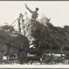 The threshing of oats. Clayton, Indiana, south of Indianapolis