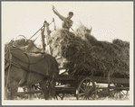 The threshing of oats. Clayton, Indiana, south of Indianapolis