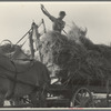 The threshing of oats. Clayton, Indiana, south of Indianapolis