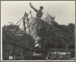 The threshing of oats. Clayton, Indiana, south of Indianapolis