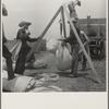 Weighing cotton near Robstown, Texas