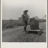 Cotton picking in south Texas