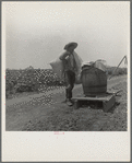 Cotton picking in south Texas