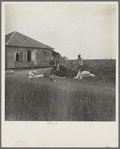 Cotton pickers in south Texas