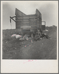 Cotton pickers' lunchtime. Near Corpus Christi, Texas