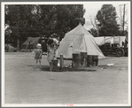 Texas drought refugees in cotton camp near Exeter, California