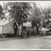 Drought refugees from Oklahoma in cotton camp near Exeter, California