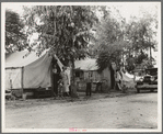 Drought refugees from Oklahoma in cotton camp near Exeter, California