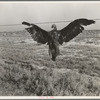 A very blue eagle. Along California highway