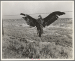 A very blue eagle. Along California highway