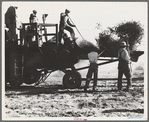 Bean thresher. Mechanized agriculture between Turlock and Merced, California