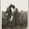 Mexican townfolk sacking peppers near Stockton, California