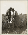 Mexican townfolk sacking peppers near Stockton, California