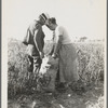 Mexican townfolk sacking peppers near Stockton, California