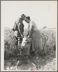 Mexican townfolk sacking peppers near Stockton, California